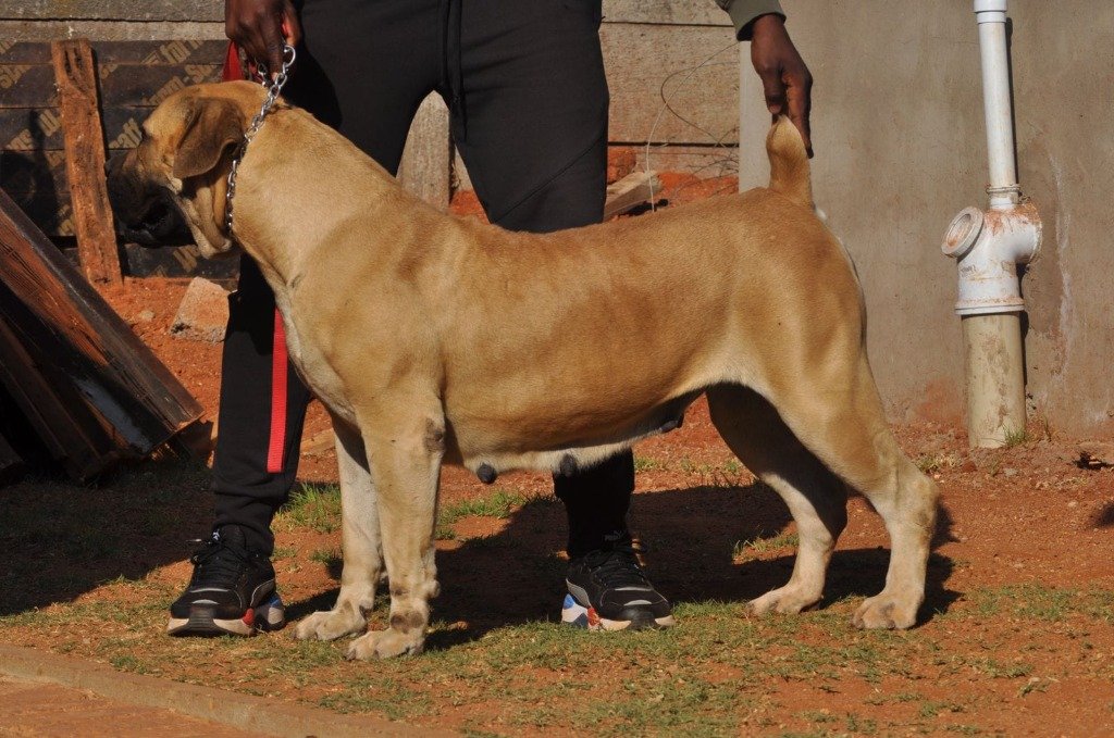 Jambal Lerato